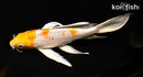 7.25" HARIWAKE BUTTERFLY