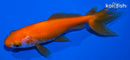 4.5" WAKIN GOLDFISH
