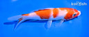 6" KOHAKU