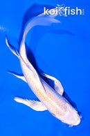 6" PLATINUM OGON BUTTERFLY