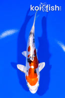 6" HEISEI NISHIKI