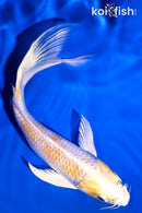5.75" LEMON HARIWAKE BUTTERFLY