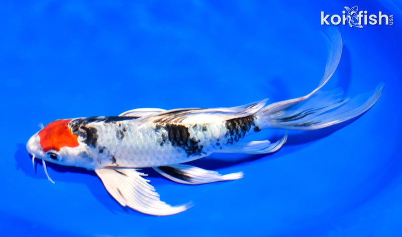 8.25" MARUTEN YAMATO NISHIKI BUTTERFLY