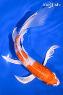 9.5" HARIWAKE BUTTERFLY