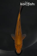 4.25" METALLIC CHAGOI