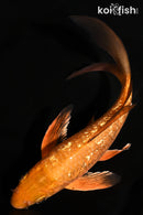 7.75" GINRIN CHAGOI BUTTERFLY