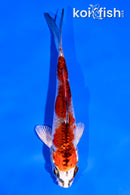 4.5" KUJAKU