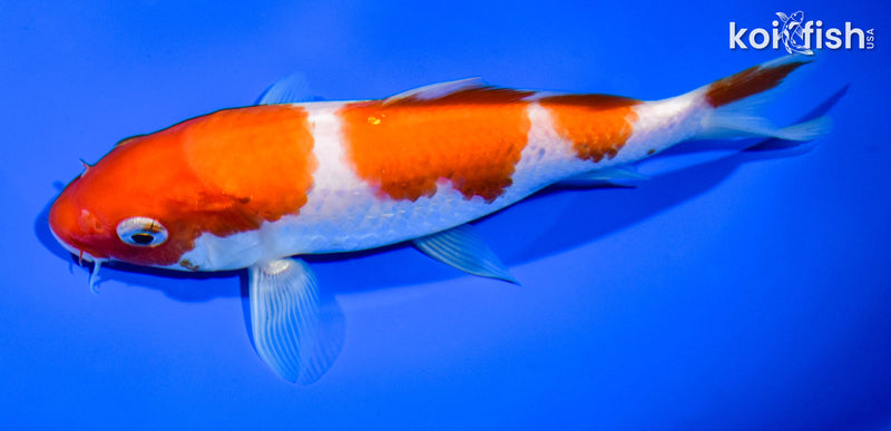 6.5" SANDAN KOHAKU