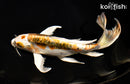 9.25" KIN KIKOKURYU BUTTERFLY