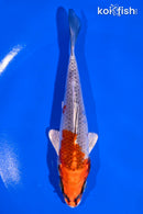 5.5" KUJAKU