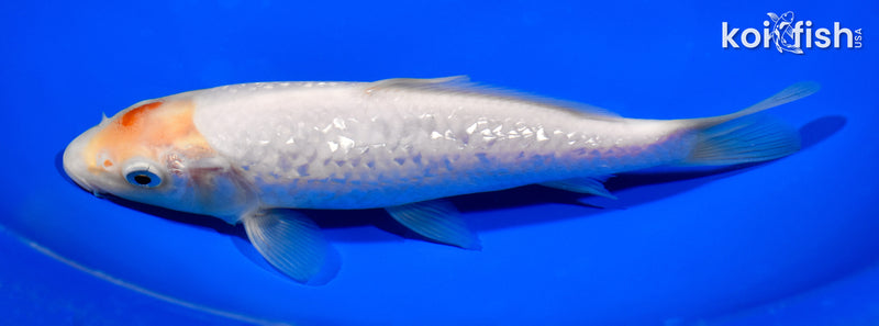 7" GINRIN SHIRO MUJI