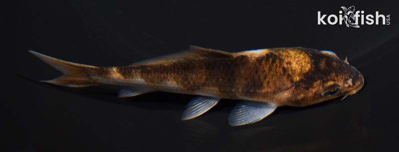 4.25" GOROMO