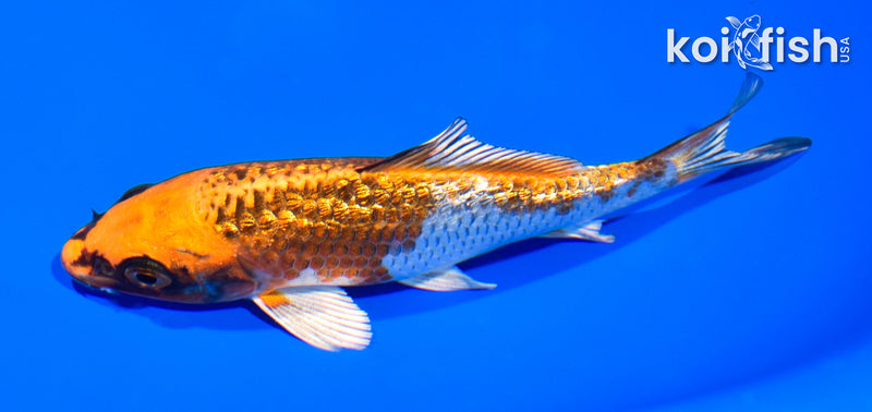 5" GINRIN BENI GINGA