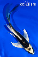 5" ARAGOKE KABUTO BUTTERFLY