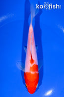 6.25" KOHAKU