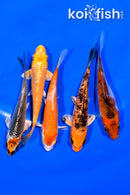 PACK OF (5) 4" MIXED STANDARD KOI