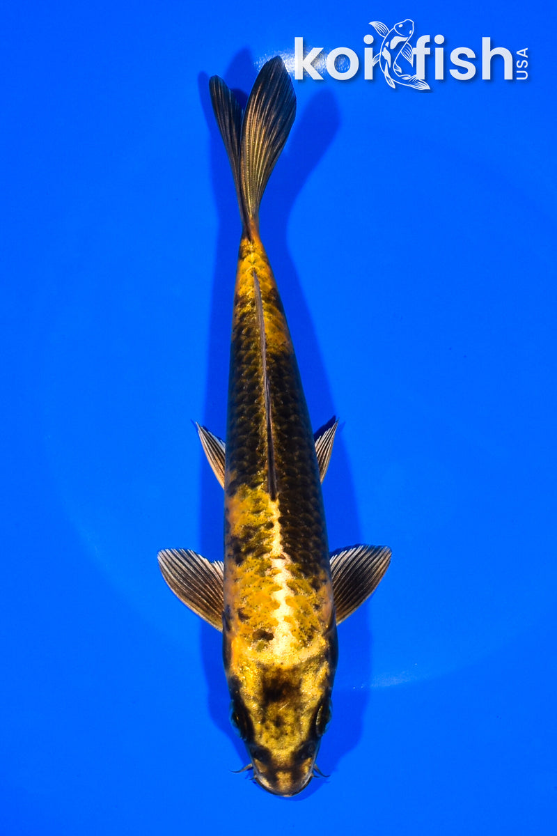 7.25" KIN KI UTSURI
