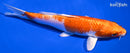 6.75" HARIWAKE