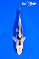 5" GINGA