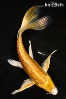 7" ARAGOKE YAMABUKI OGON BUTTERFLY