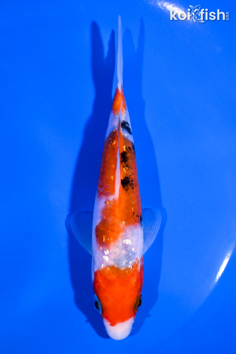5.25" GINRIN SANKE