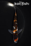 5" GINRIN SHOWA