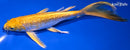 8" GINRIN YAMABUKI OGON BUTTERLFY