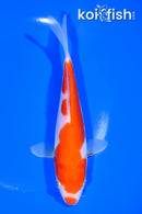 7" DOITSU KOHAKU