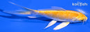5" YAMABUKI OGON BUTTERFLY