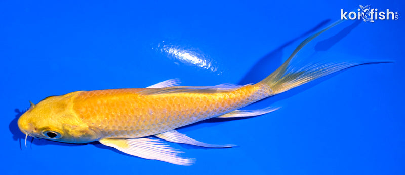 4.75" YAMABUKI OGON BUTTERFLY