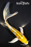 7.75" KUJAKU BUTTERFLY