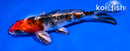 5.5" YAMATO NISHIKI
