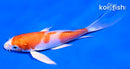 5" HARIWAKE BUTTERFLY