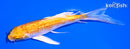 5" GINRIN LEMON HARIWAKE BUTTERFLY