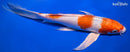 9.75" HARIWAKE BUTTERFLY