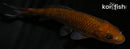 4.5" CHAGOI