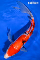 10" SANKE BUTTERFLY