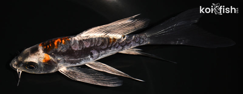 5.5" BENI KIKOKURYU BUTTERFLY