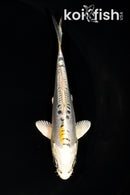 4.5" DOITSU KUJAKU
