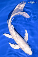 10.5" PLATINUM OGON BUTTERFLY