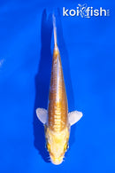 4.5" DOITSU LEMON HARIWAKE