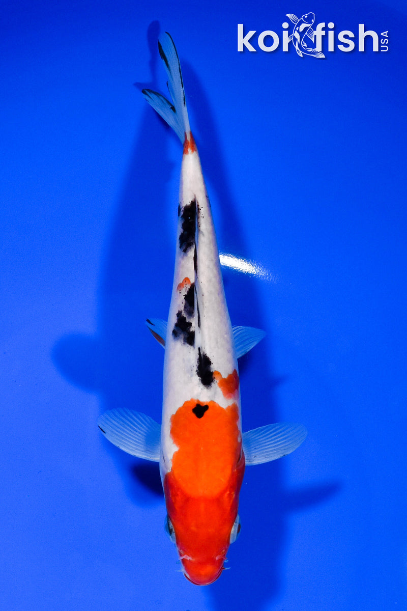 6.5" SANKE