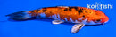 5.5" GINRIN YAMATO NISHIKI