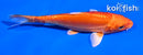 5" DOITSU ORENJI OGON
