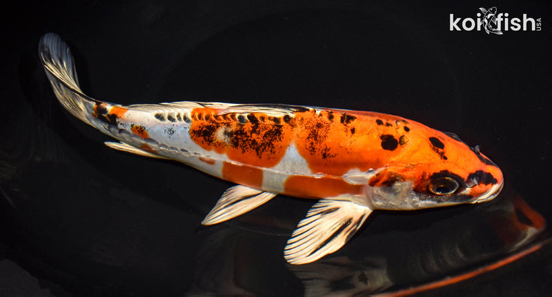 9" BENI KIKOKURYU