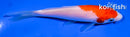 4" KOHAKU