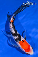8.75" SANKE BUTTERFLY