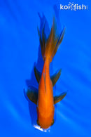 4.75" WATONAI GOLDFISH