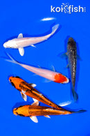 PACK OF (5) 4.5-5" STANDARD KOI