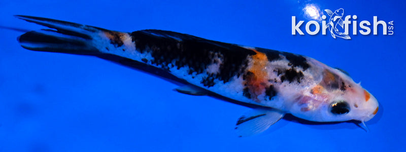 4.5" BENI MATSUKAWABAKE